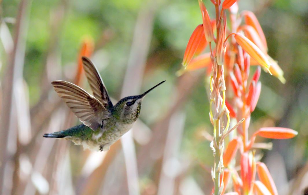 Hummingbirds from backyards and beyond